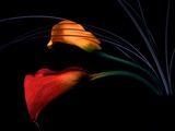 Callas
