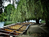 Cambridge Cool