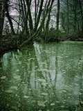 Suffolk Morning