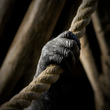 The Hand of an Ape Holding a Rope