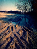 Winter Fields