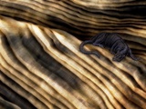 Petticoat Landscape