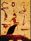 Corvus Corone