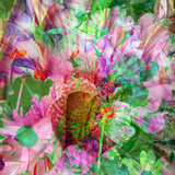 A Floral Montage