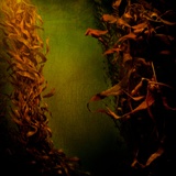Kelp
