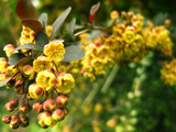 Close Up of Yellow Flowers