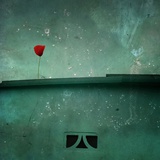 A Red Poppy on a Green House