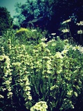 Abundance