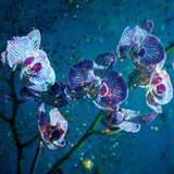 Christmas Night Orchid