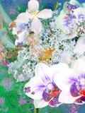 Disco Orchid Romance
