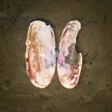 Clamshell