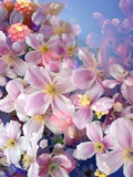 Summerly Watergames Clematis