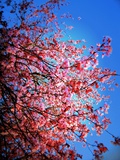 Flush of Spring XXVII