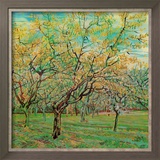 Verger Avec Pruniers En Fleurs