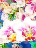 Orchids Look