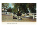 Jacksonville  Florida - Ostrich Farm Scene