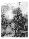Florida - Scenic View on Ocklawaha River