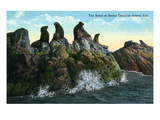 Santa Catalina Island  California - View of Seals on the Rocks