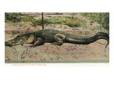 Florida - View of 19 Foot Long Alligator