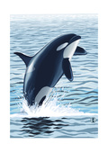 Orca Whale Jumping