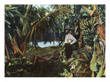Florida - View of a Banana Grove