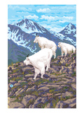 Mountain Goat Family