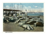 Key West  Florida - View of a Turtle Catch