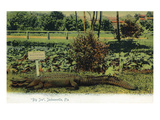 Jacksonville  Florida - Alligator by a Do Not Molest Alligators Sign