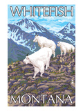 Whitefish  Montana - Mountain Goat Family