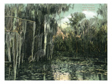 Florida - View of Pond Lilies and Hanging Moss