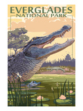 The Everglades National Park  Florida - Alligator Scene