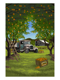 Orange Orchard Scene