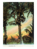 Florida - View of Coconuts in Tree