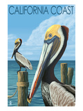 California Coast - Pelicans