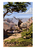 Grand Canyon National Park - Elk and South Rim