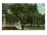 Tampa  Florida - Orange Trees in Front of House