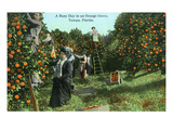 Tampa  Florida - Picking Oranges Scene