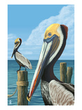 Brown Pelican