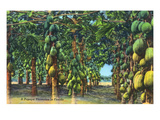 Florida - View of a Papaya Plantation