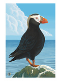 Puffin - Tufted