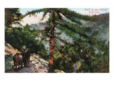 Mt Wilson  California - View of Hikers Trailing Up the Mountain