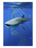 Whale Shark