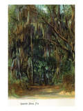 Florida - View of Trees with Spanish Moss