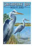 Chesapeake Bay  Maryland - Blue Heron