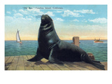 Santa Catalina Island  California - View of Old Ben the Giant Sea Lion on Dock