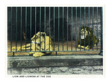 Cincinnati  Ohio - Zoological Gardens Lion Cage Scene