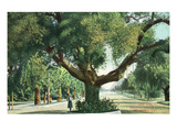 Pasadena  California - A Live Oak Tree on Orange Grove Avenue