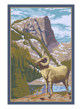 Big Horn Sheep