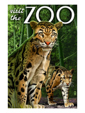 Clouded Leopard - Visit the Zoo