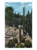 Riverside  California - White's Park View of Cactus Garden